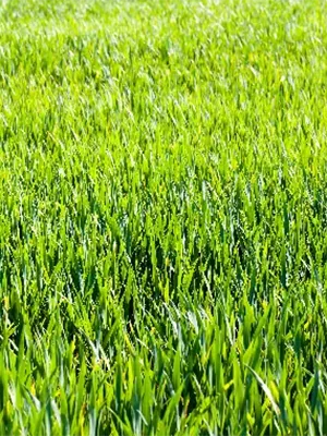 Grass_1